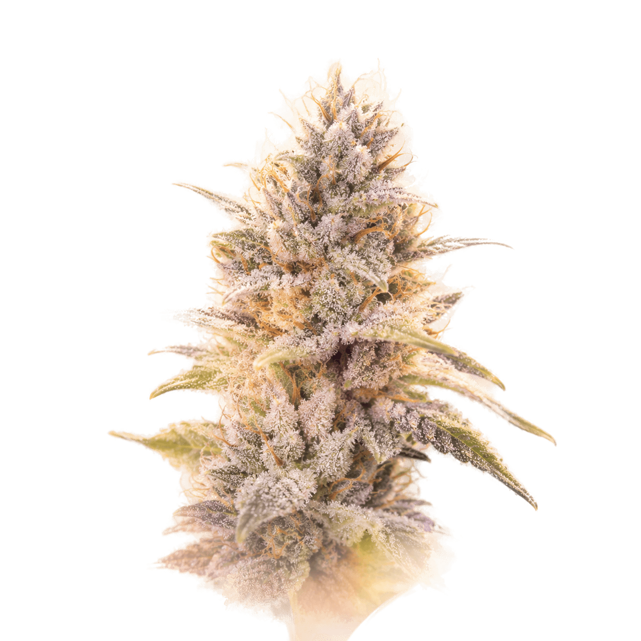 Macro view of resin trichomes