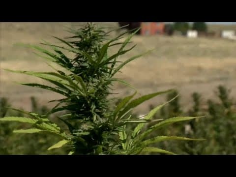 New federal THC restrictions bring concern for hemp industry in Colorado